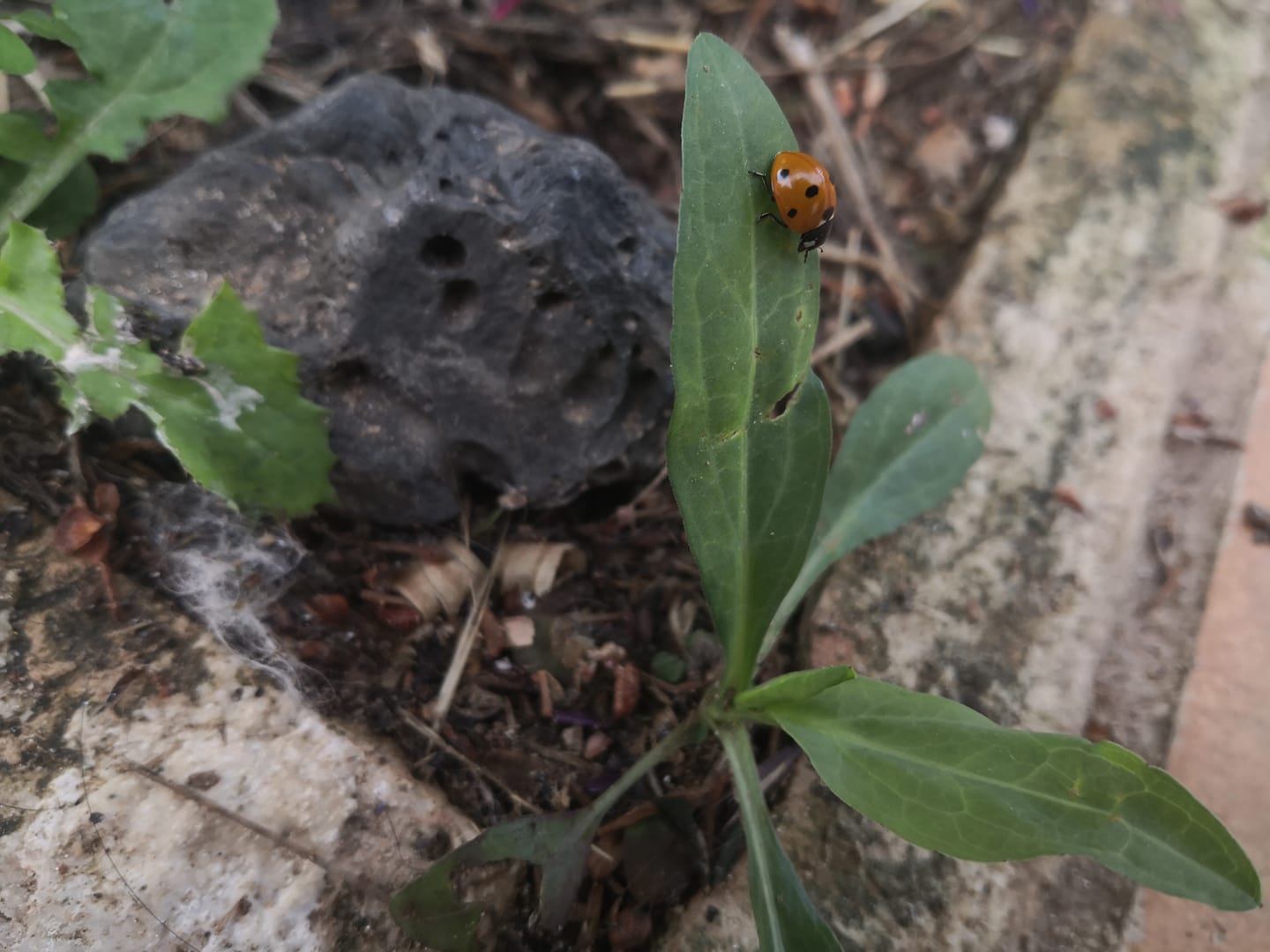 Mariquita, insecto coleóptero de la familia coccinellidae